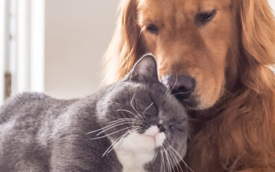 Pet Insurance